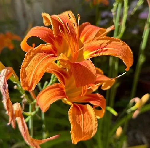 Le Manoir Paradi Apartment